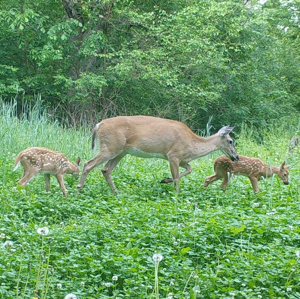 Beulah Land 1/2 acre, 10 lbs MAXIRACK, LLC